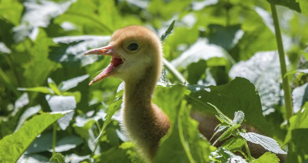 V Zoo Praha se vyklubalo mládě vzácného jeřába mandžuského.