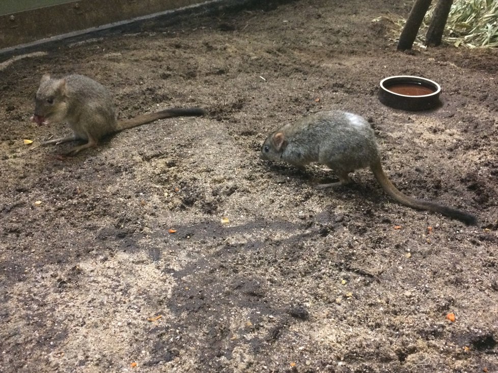 Roztomilý a jedinečný. Takový je klokánek králíkovitý. Pražské zoologické zahradě se povedlo odchovat tomuto druhu již 19 mláďat.