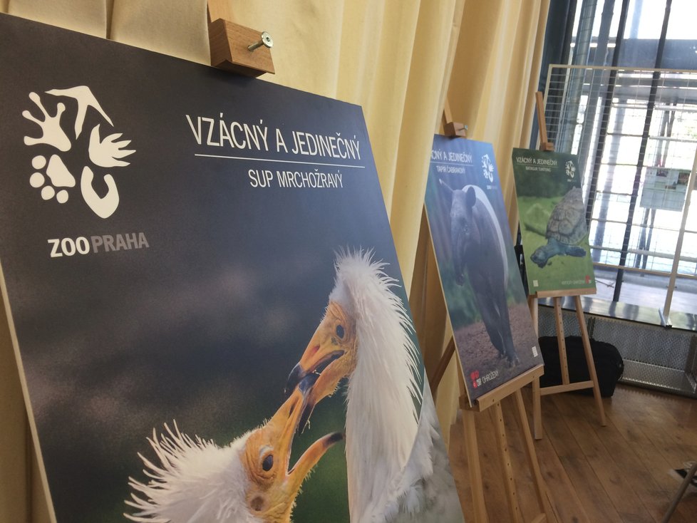 V pražské zoologické zahradě chovají řadu výjimečných druhů. Ty nejvýznamnější z nich představili na čtvrteční tiskové konferenci.