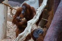 Prvňáčci s Bleskem vybírali jméno orangutánkovi v pražské zoo: Poslali mu »rodné listy«. Bude z něj Zrzek?