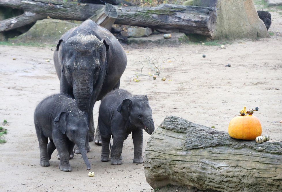 Kvůli koronaviru je pražská zoo liduprázdná. Zdejší zvířatka ale nově mohou lidé podpořit tím, že jim formou stravenek nakoupí něco dobrého k snědku.