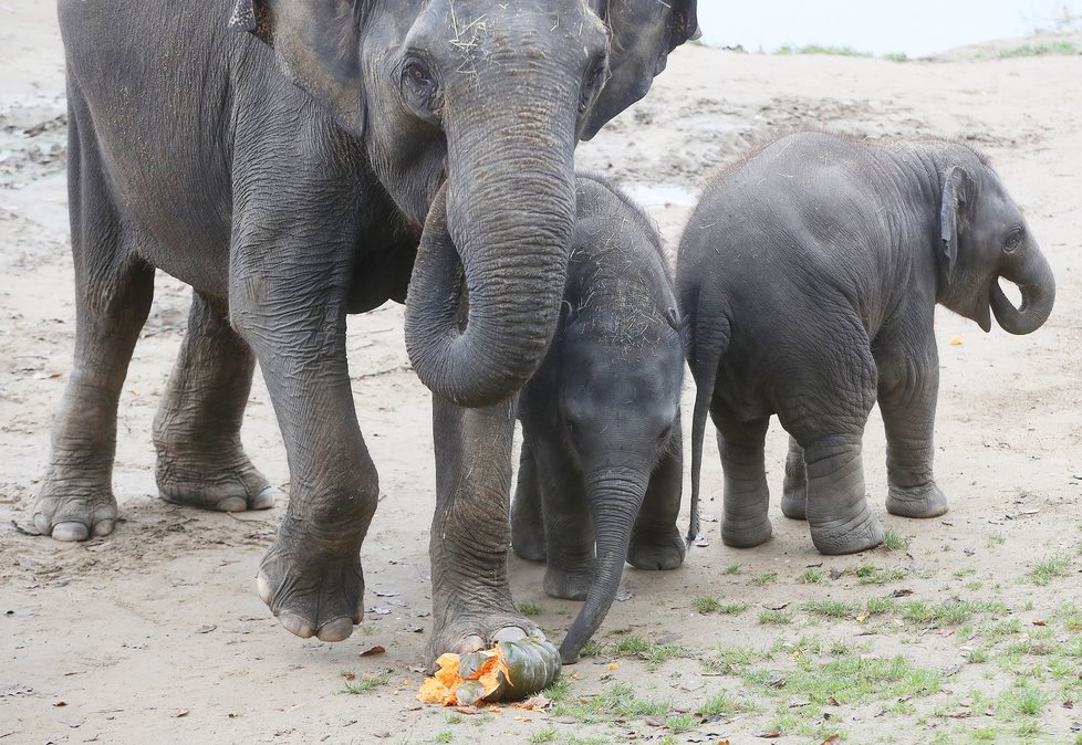 Kvůli koronaviru je pražská zoo liduprázdná. Zdejší zvířatka ale nově mohou lidé podpořit tím, že jim formou stravenek nakoupí něco dobrého k snědku.