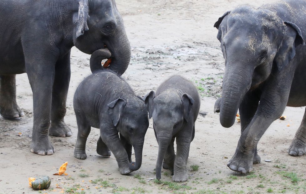 Kvůli koronaviru je pražská zoo liduprázdná. Zdejší zvířatka ale nově mohou lidé podpořit tím, že jim formou stravenek nakoupí něco dobrého k snědku.