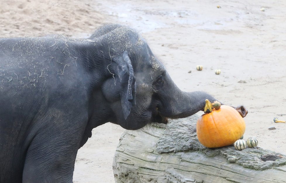 Kvůli koronaviru je pražská zoo liduprázdná. Zdejší zvířatka ale nově mohou lidé podpořit tím, že jim formou stravenek nakoupí něco dobrého k snědku.