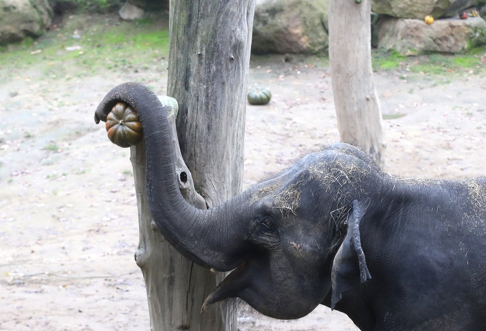 Kvůli koronaviru je pražská zoo liduprázdná. Zdejší zvířatka ale nově mohou lidé podpořit tím, že jim formou stravenek nakoupí něco dobrého k snědku.