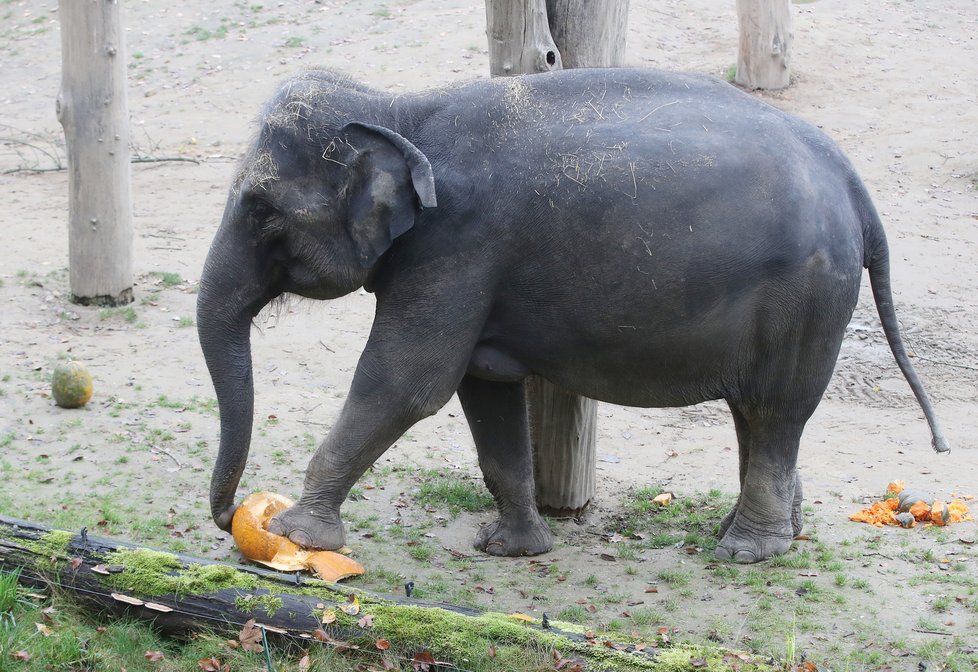 Kvůli koronaviru je pražská zoo liduprázdná. Zdejší zvířatka ale nově mohou lidé podpořit tím, že jim formou stravenek nakoupí něco dobrého k snědku.