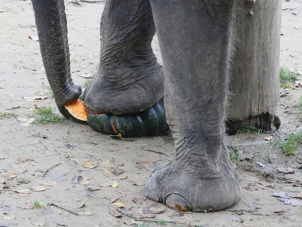 Kvůli koronaviru je pražská zoo liduprázdná. Zdejší zvířatka ale nově mohou lidé podpořit tím, že jim formou stravenek nakoupí něco dobrého k snědku.