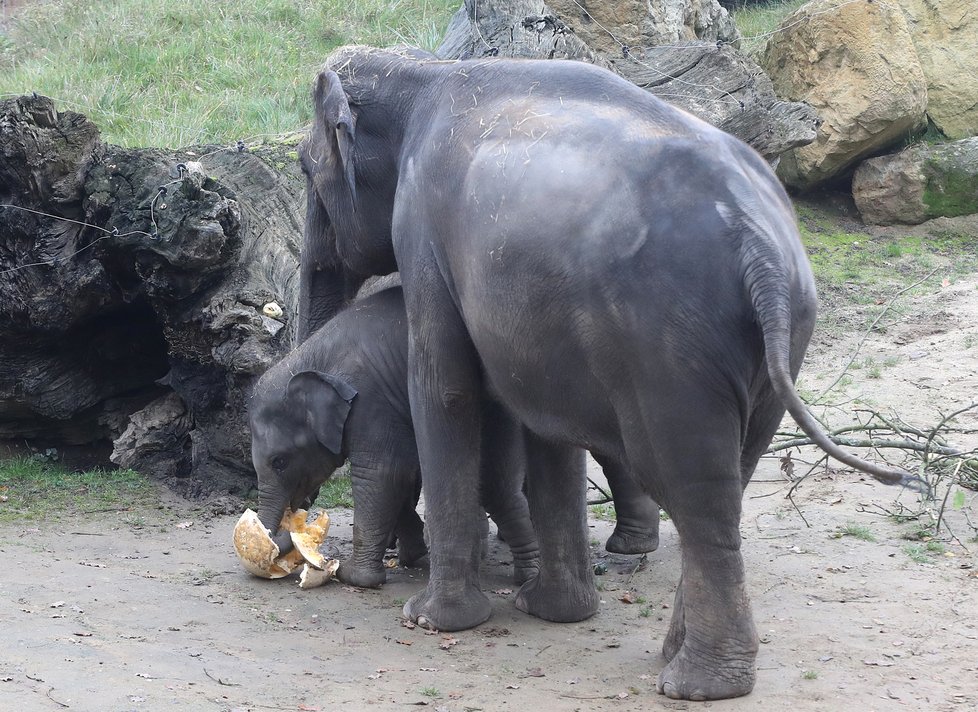 Kvůli koronaviru je pražská zoo liduprázdná. Zdejší zvířatka ale nově mohou lidé podpořit tím, že jim formou stravenek nakoupí něco dobrého k snědku.