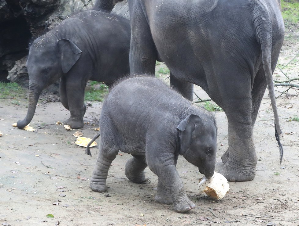 Kvůli koronaviru je pražská zoo liduprázdná. Zdejší zvířatka ale nově mohou lidé podpořit tím, že jim formou stravenek nakoupí něco dobrého k snědku.