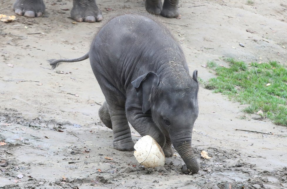 Kvůli koronaviru je pražská zoo liduprázdná. Zdejší zvířatka ale nově mohou lidé podpořit tím, že jim formou stravenek nakoupí něco dobrého k snědku.