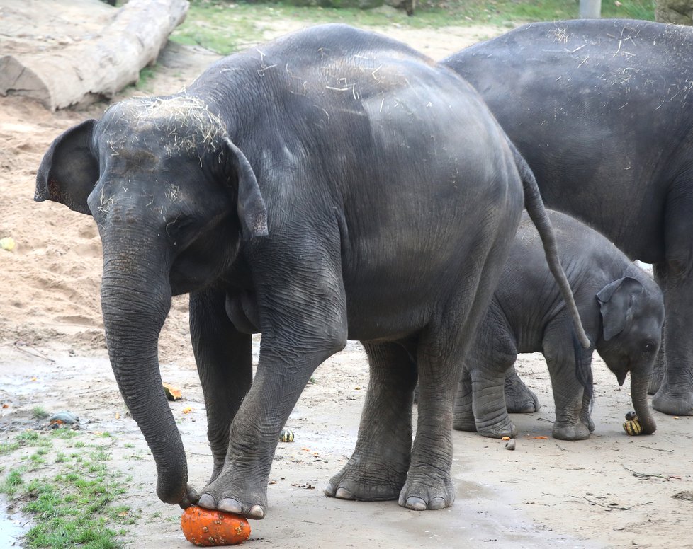 Kvůli koronaviru je pražská zoo liduprázdná. Zdejší zvířatka ale nově mohou lidé podpořit tím, že jim formou stravenek nakoupí něco dobrého k snědku.