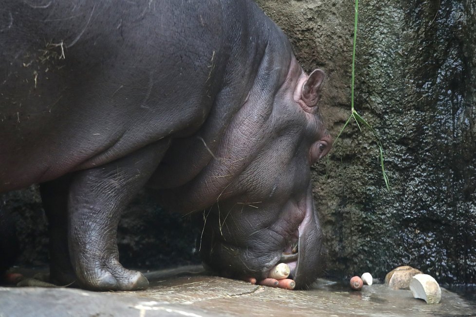 Kvůli koronaviru je pražská zoo liduprázdná. Zdejší zvířatka ale nově mohou lidé podpořit tím, že jim formou stravenek nakoupí něco dobrého k snědku.