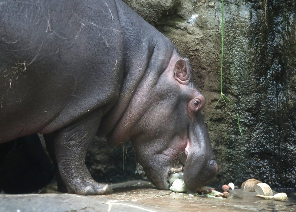 Kvůli koronaviru je pražská zoo liduprázdná. Zdejší zvířatka ale nově mohou lidé podpořit tím, že jim formou stravenek nakoupí něco dobrého k snědku.