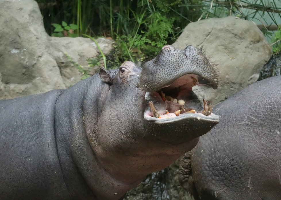 Kvůli koronaviru je pražská zoo liduprázdná. Zdejší zvířatka ale nově mohou lidé podpořit tím, že jim formou stravenek nakoupí něco dobrého k snědku.