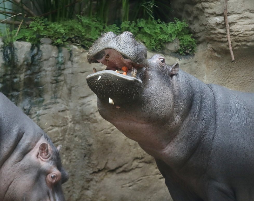 Kvůli koronaviru je pražská zoo liduprázdná. Zdejší zvířatka ale nově mohou lidé podpořit tím, že jim formou stravenek nakoupí něco dobrého k snědku.