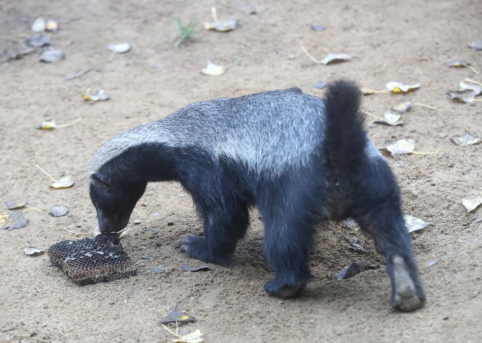 Kvůli koronaviru je pražská zoo liduprázdná. Zdejší zvířatka ale nově mohou lidé podpořit tím, že jim formou stravenek nakoupí něco dobrého k snědku.