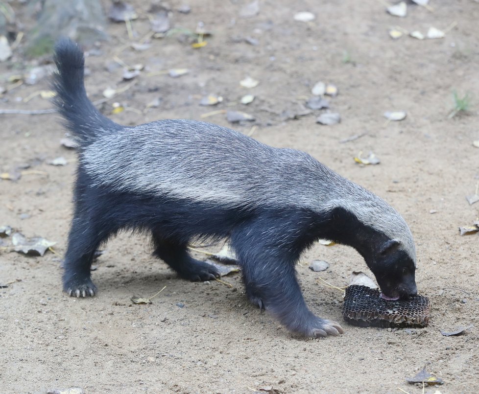 Kvůli koronaviru je pražská zoo liduprázdná. Zdejší zvířatka ale nově mohou lidé podpořit tím, že jim formou stravenek nakoupí něco dobrého k snědku.