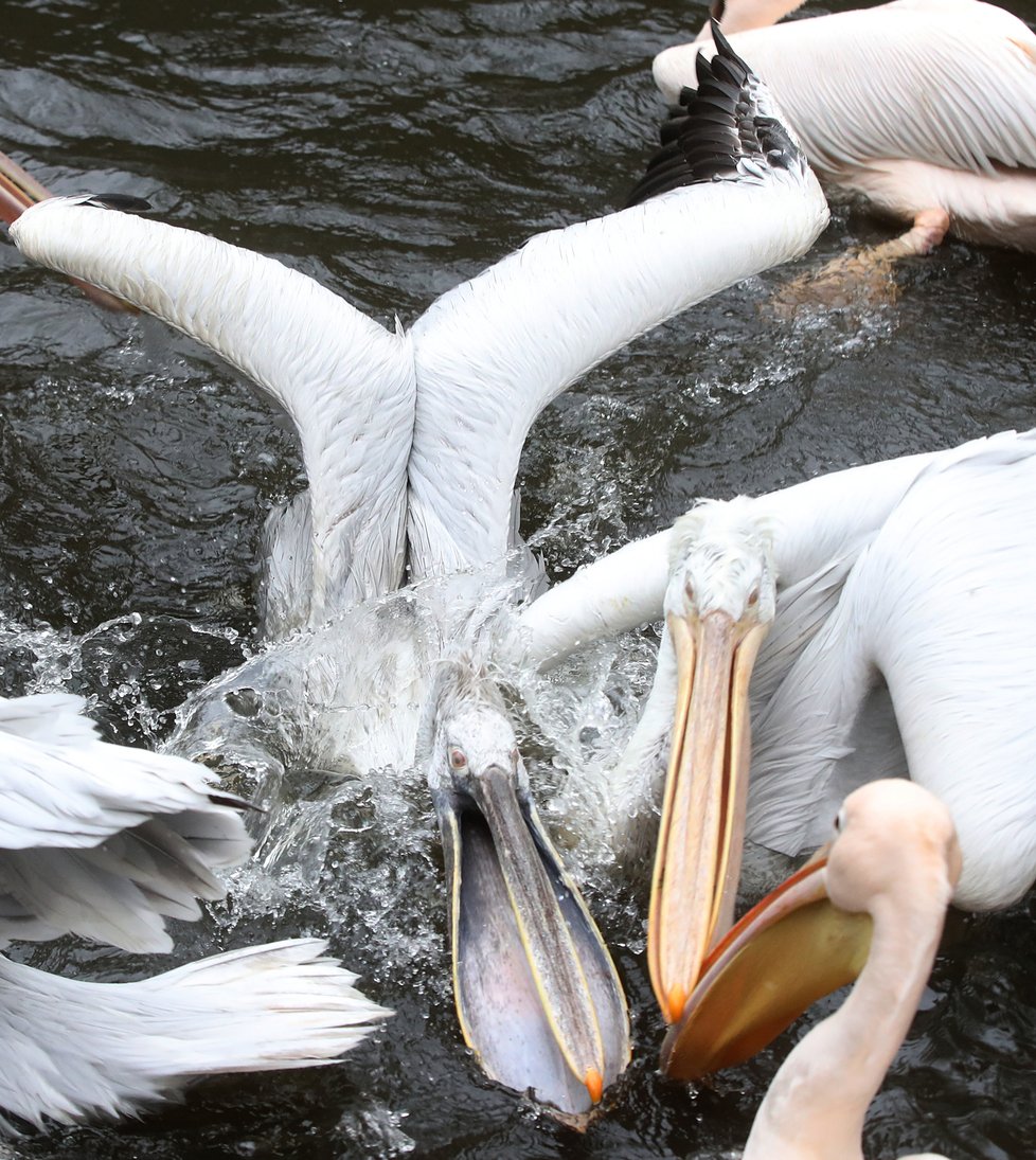 Kvůli koronaviru je pražská zoo liduprázdná. Zdejší zvířatka ale nově mohou lidé podpořit tím, že jim formou stravenek nakoupí něco dobrého k snědku.