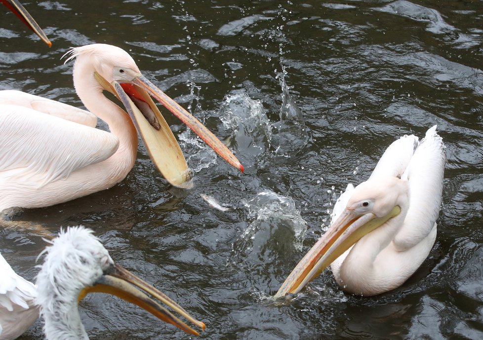 Kvůli koronaviru je pražská zoo liduprázdná. Zdejší zvířatka ale nově mohou lidé podpořit tím, že jim formou stravenek nakoupí něco dobrého k snědku.