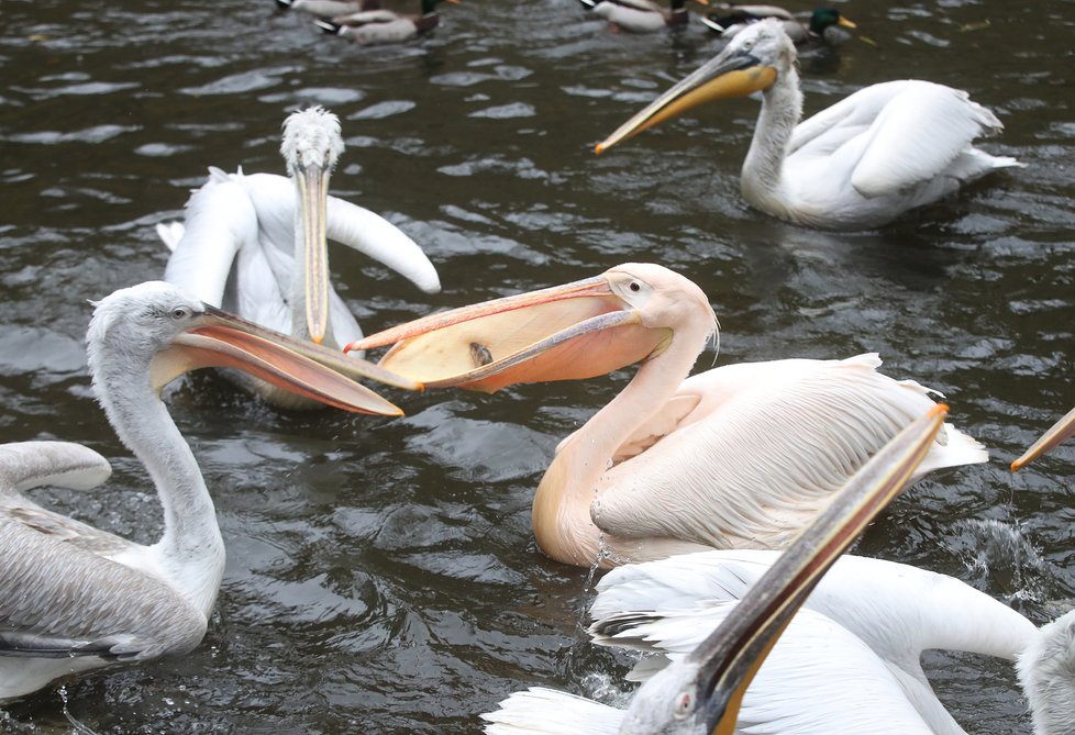 Kvůli koronaviru je pražská zoo liduprázdná. Zdejší zvířatka ale nově mohou lidé podpořit tím, že jim formou stravenek nakoupí něco dobrého k snědku.