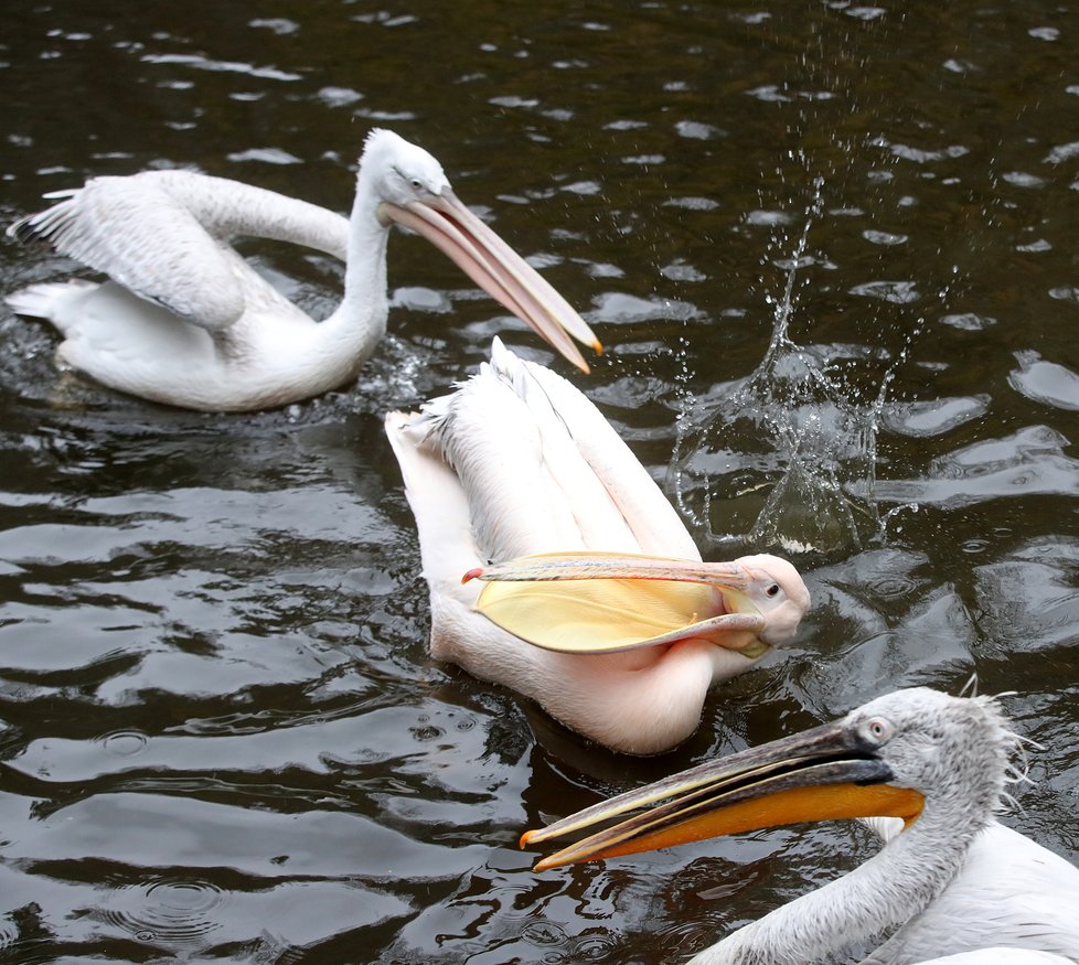 Kvůli koronaviru je pražská zoo liduprázdná. Zdejší zvířatka ale nově mohou lidé podpořit tím, že jim formou stravenek nakoupí něco dobrého k snědku.