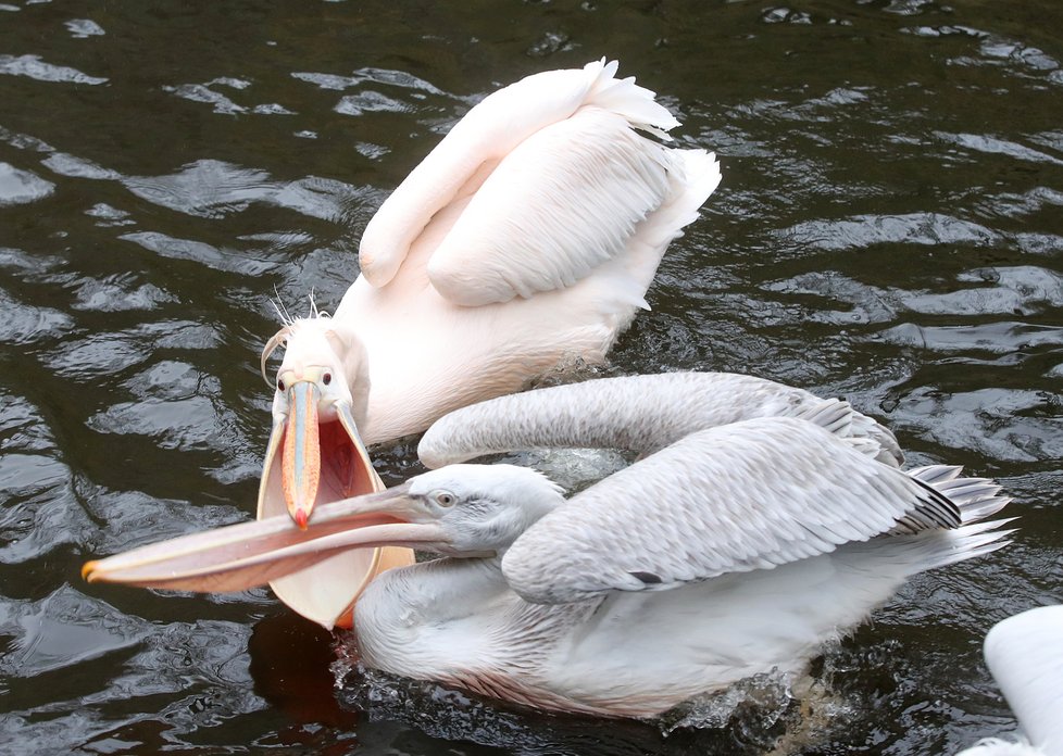 Kvůli koronaviru je pražská zoo liduprázdná. Zdejší zvířatka ale nově mohou lidé podpořit tím, že jim formou stravenek nakoupí něco dobrého k snědku.