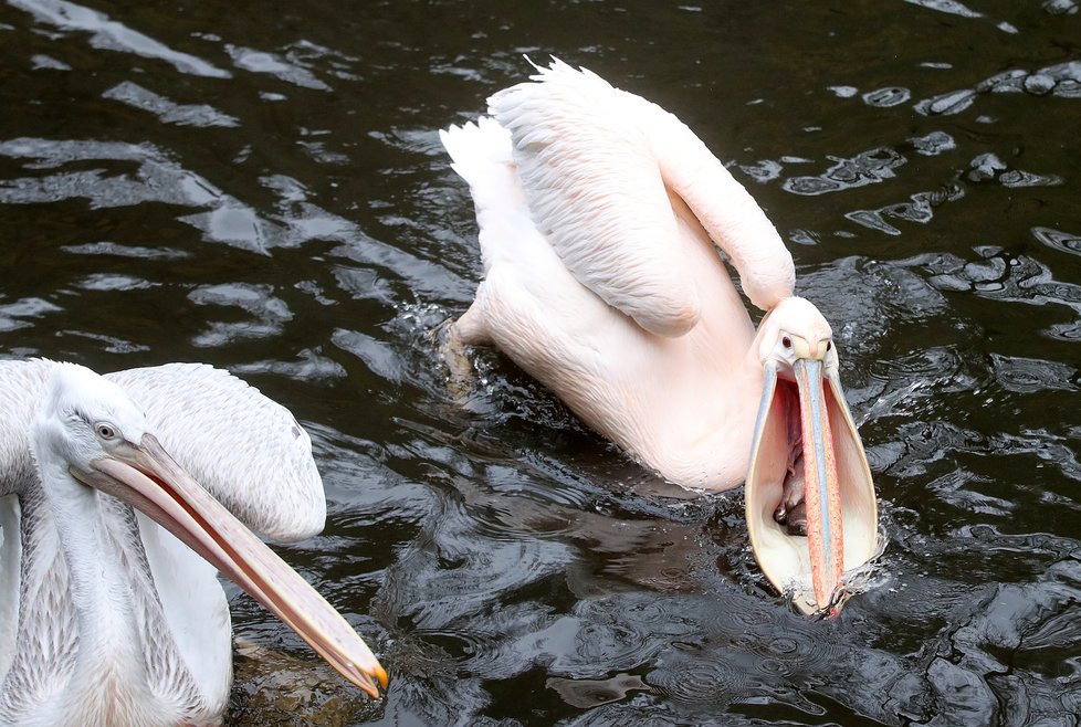 Kvůli koronaviru je pražská zoo liduprázdná. Zdejší zvířatka ale nově mohou lidé podpořit tím, že jim formou stravenek nakoupí něco dobrého k snědku.