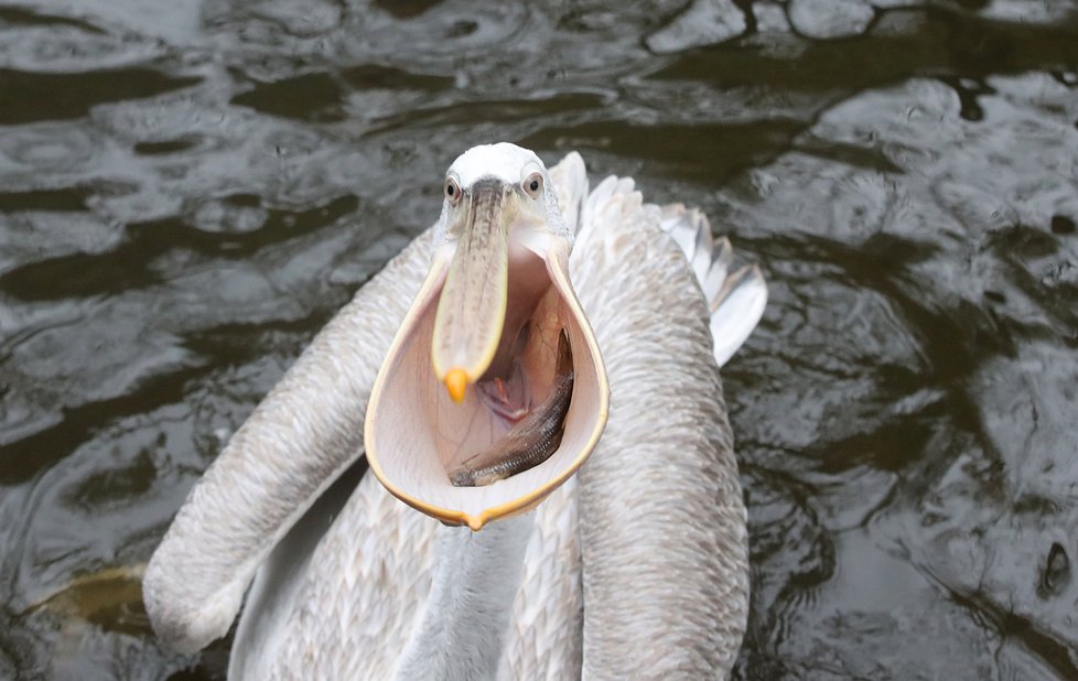 Kvůli koronaviru je pražská zoo liduprázdná. Zdejší zvířatka ale nově mohou lidé podpořit tím, že jim formou stravenek nakoupí něco dobrého k snědku.