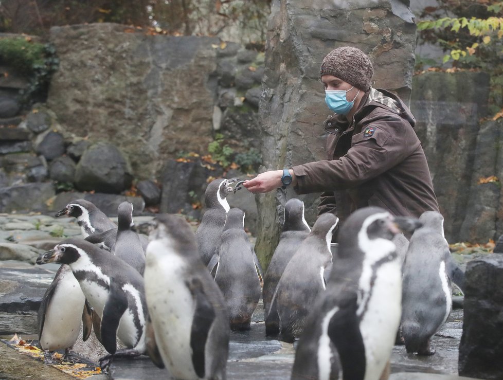 Kvůli koronaviru je pražská zoo liduprázdná. Zdejší zvířatka ale nově mohou lidé podpořit tím, že jim formou stravenek nakoupí něco dobrého k snědku.