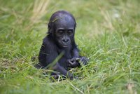 Gorilka Gaia přišla na svět v Zoo Praha před rokem: Klidný andílek slaví narozeniny!