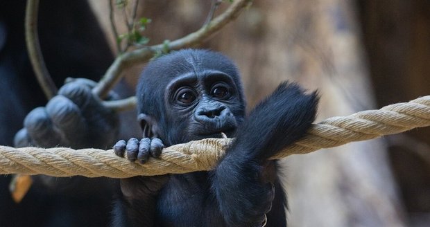 Gorilky Mobia a Gaia si plnými doušky užívají léto v pražské zoologické zahradě.