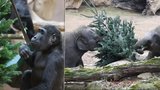 FOTO: V Zoo Praha dostala zvířátka vánoční jedličky pro chuť i zábavu: Slůňata si hrála, Ajabu se divil