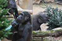 FOTO: V Zoo Praha dostala zvířátka vánoční jedličky pro chuť i zábavu: Slůňata si hrála, Ajabu se divil