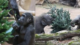 FOTO: V Zoo Praha dostala zvířátka vánoční jedličky pro chuť i zábavu: Slůňata si hrála, Ajabu se divil