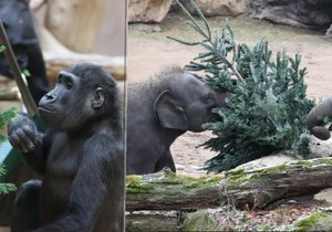 Krmení zvířat v Zoo Praha vánočními stromky.