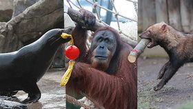 Tygři s míčem, zubři s kartáčem! Sezona v Zoo Praha bude zábavnější pro zvířata i návštěvníky