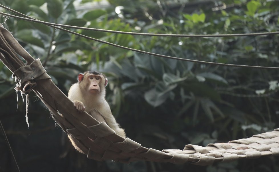 Orangutan Pagy se zaujetím pilné hospodyňky věší prádlo.