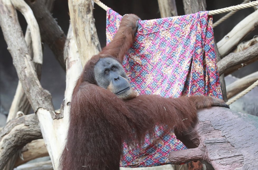 Orangutan Pagy se zaujetím pilné hospodyňky věší prádlo.