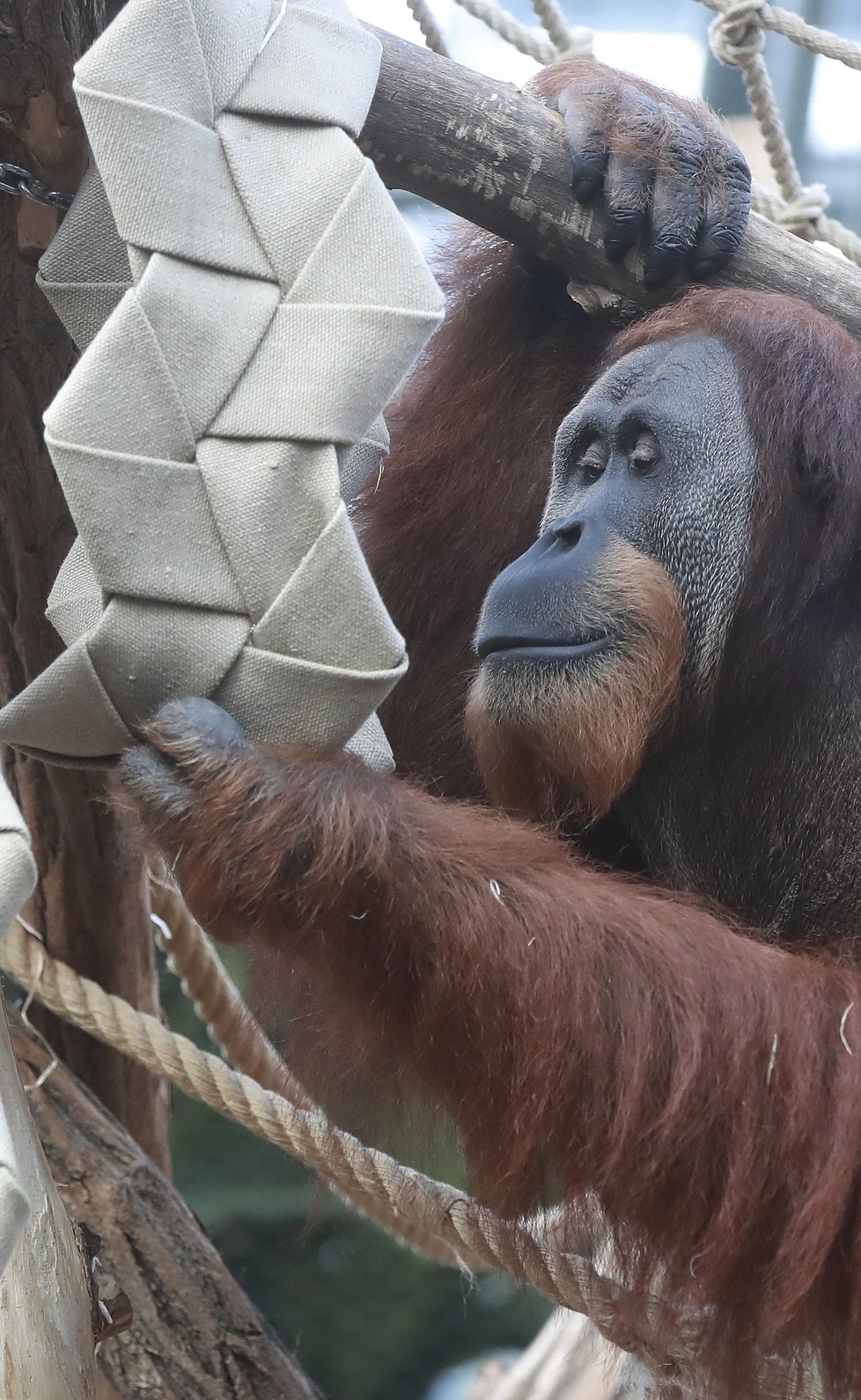 Orangutan Pagy se zaujetím pilné hospodyňky věší prádlo.