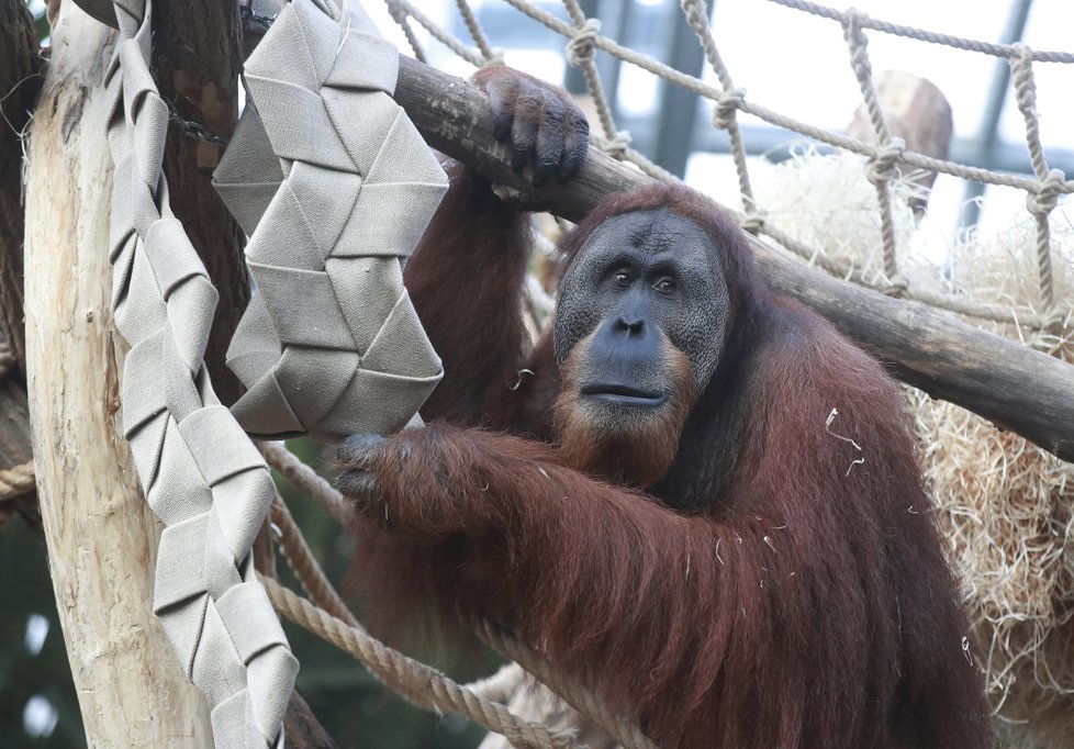 Orangutan Pagy se zaujetím pilné hospodyňky věší prádlo.