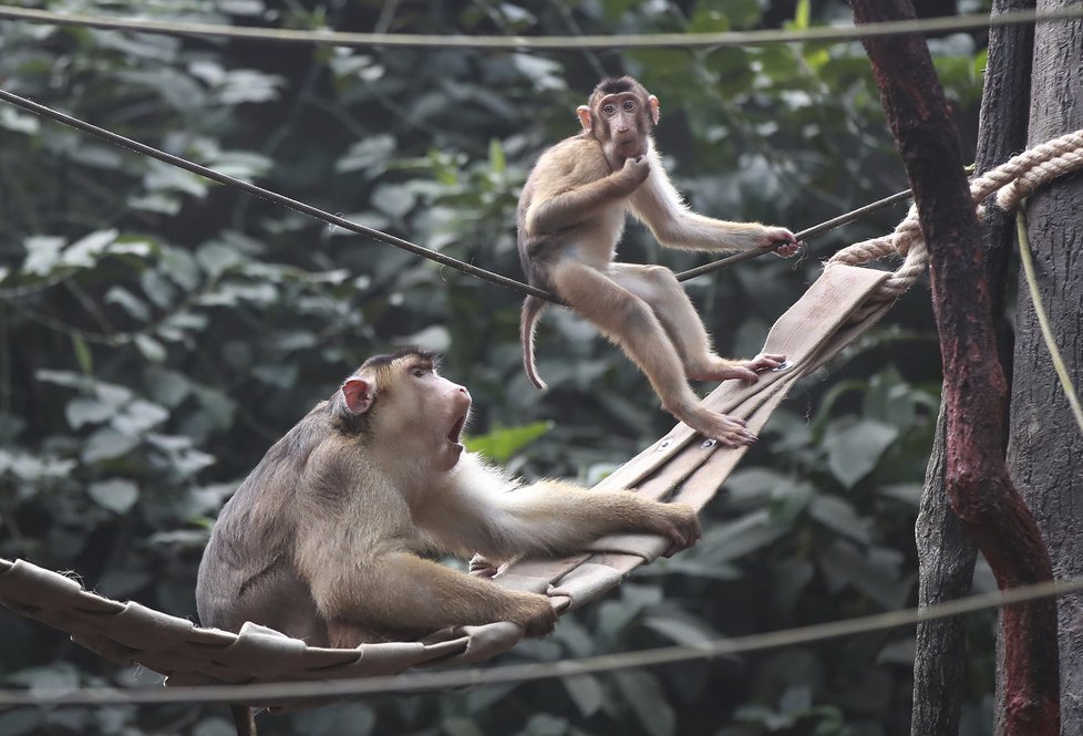 Orangutan Pagy se zaujetím pilné hospodyňky věší prádlo.