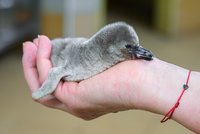 Radost v Zoo Praha: Vylíhlo se tučňáčí mládě!