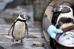 30. narozeniny tučňáka Karlíka v Zoo Praha (22. února 2024)