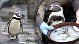 Nejstarší tučňák Humboldtův v historii Zoo Praha slavil 30: Karlík je věrný, ale... svádí jinou!