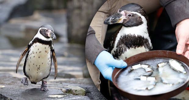 30. narozeniny tučňáka Karlíka v Zoo Praha (22. února 2024)
