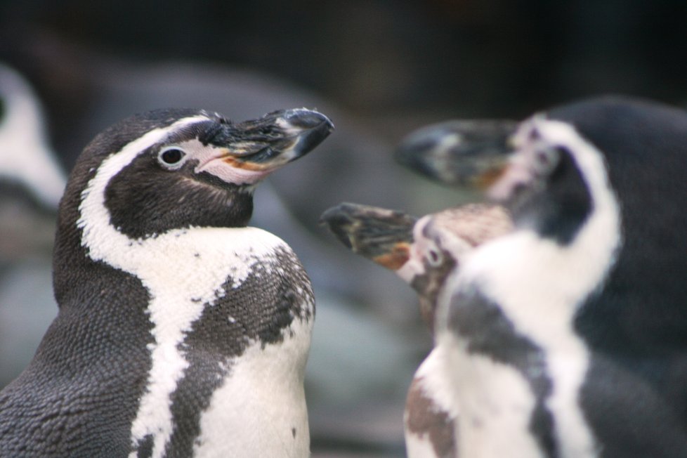 Tučňáci v Zoo Praha. Fotograf: Jan Zázvorka