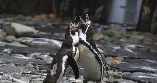 Tučňákům v pražské zoo začíná s podzimem lásky čas: Zamilovaní troubí!