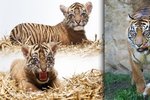 Sameček tygra sumaterského se narodil 28. července.
