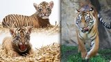 Utajená radost v pražské zoo: Vzácný tygřík! Na světě jich je jen 400