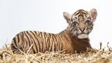 Smutná zpráva ze ZOO: Museli utratit mládě tygra!